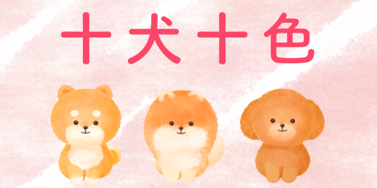 カワイイがいっぱい！ワンダーランド